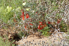 Lessertia frutescens