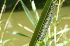 Tenthredo scrophulariae