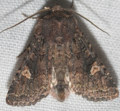 Dryobota labecula