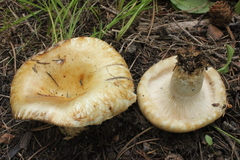Lactarius olivinus