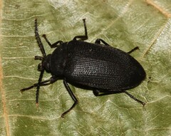 Penthe pimelia