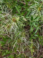 Clematis microphylla