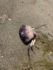 Nectocarcinus integrifrons