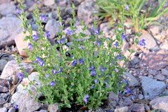 Scutellaria potosina