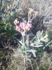 Tessaria absinthioides