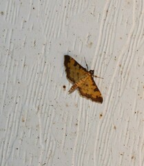 Ategumia ebulealis