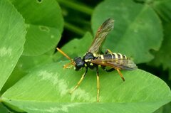 Tenthredo scrophulariae