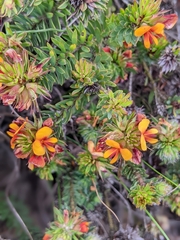 Pultenaea humilis