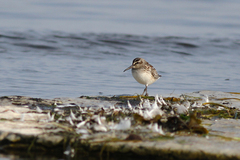 Calidris falcinellus