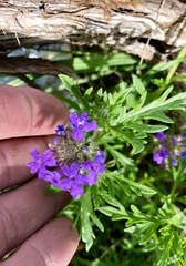 Glandularia wrightii