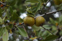 Pyrus spinosa