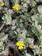 Heterotheca sessiliflora