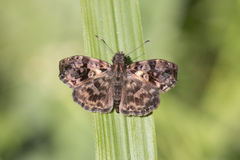 Gorgythion begga begga