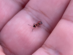 Horvathiolus guttatus