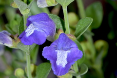 Scutellaria potosina