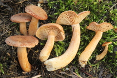 Lactarius alpinus mitis