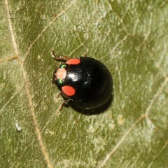 Hyperaspis bigeminata