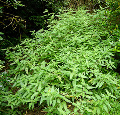 Urtica ferox