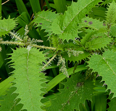 Urtica ferox