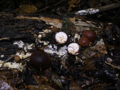 Lycoperdon fuligineum