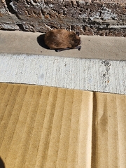 Nycticeius humeralis
