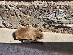 Nycticeius humeralis