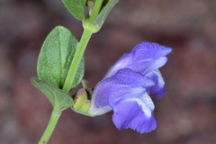 Scutellaria potosina
