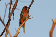 Platycercus elegans adelaidae