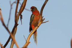 Platycercus elegans adelaidae