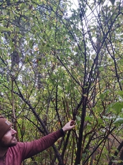 Physocarpus capitatus