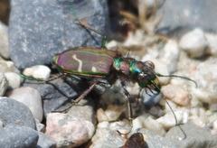 Cicindela limbalis