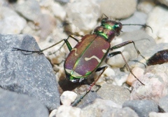 Cicindela limbalis