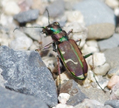 Cicindela limbalis