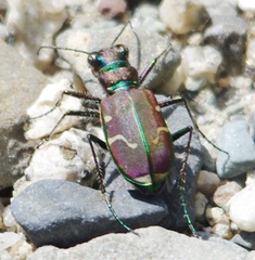 Cicindela limbalis