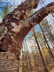 Fomitiporia punctata