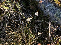 Pinguicula alpina