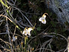 Pinguicula alpina