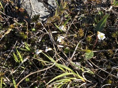 Pinguicula alpina