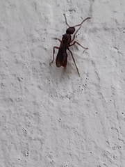 Poneracantha triangularis