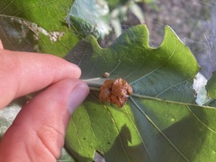 Andricus nigricens