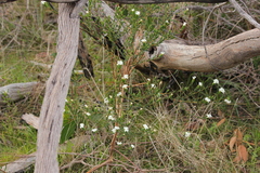 Pimelea flava dichotoma