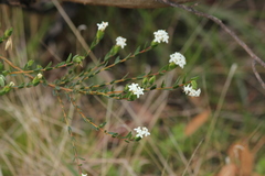 Pimelea flava dichotoma