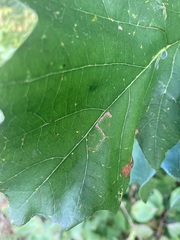 Stigmella saginella