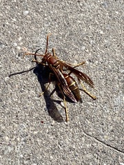 Polistes arizonensis