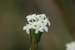 Pimelea flava dichotoma