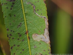 Stigmella salicis