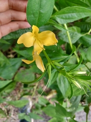 Barleria