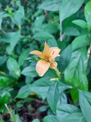 Barleria