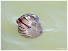 Chrysaora agulhensis