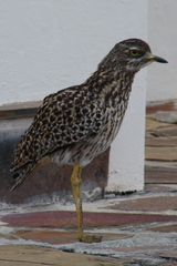 Burhinus capensis